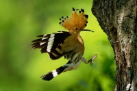 Dudek chocholaty - Upupa epops - Eurasian Hoopoe 0820